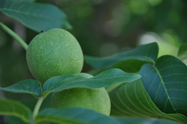 stock image Walnuts nature background