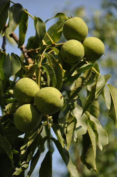 stock image Walnuts nature background