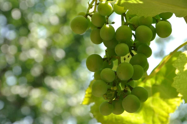 Stock image Grapes nature background