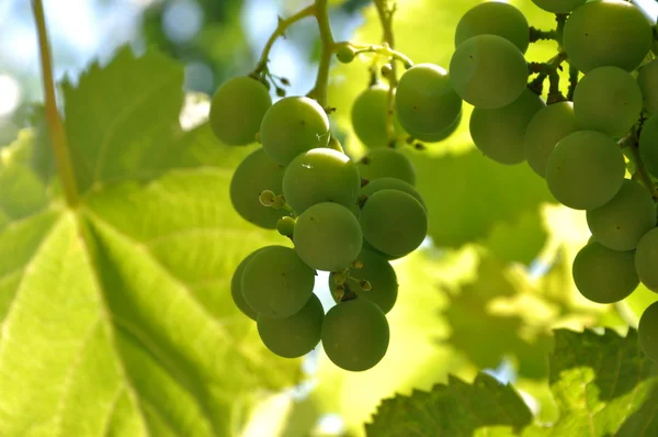 stock image Grapes nature background