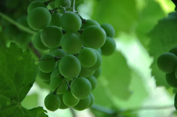 stock image Grapes nature background