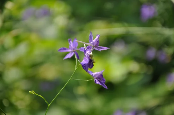 Kwiaty natura tło — Zdjęcie stockowe