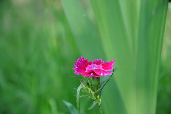 stock image Flowers nature background