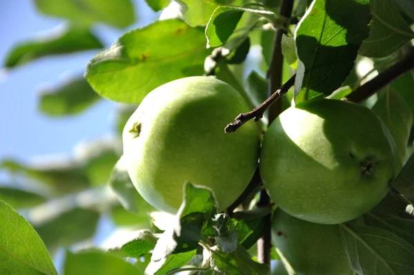 stock image Apples nature background