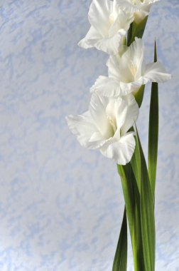 Gladiolus background clipart