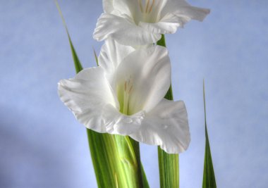 Gladiolus background clipart