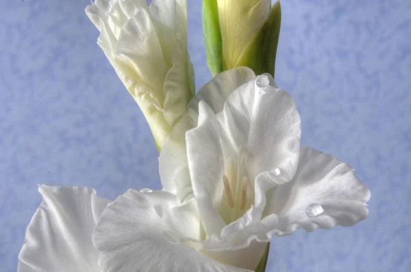 Gladiolus background — Stock Photo, Image