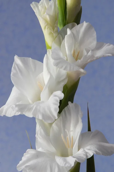 Fundo Gladiolus — Fotografia de Stock