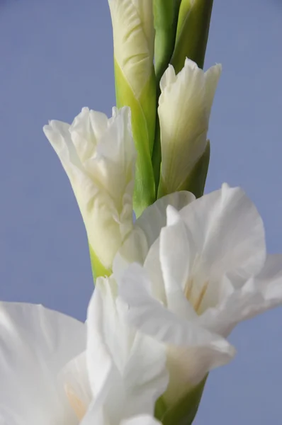 Fundo Gladiolus — Fotografia de Stock