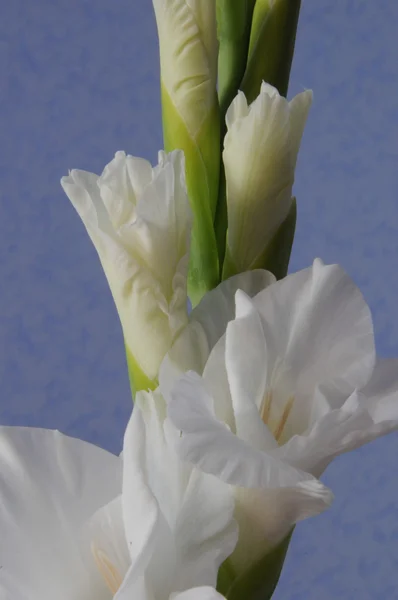 Gladiolus bakgrund — Stockfoto