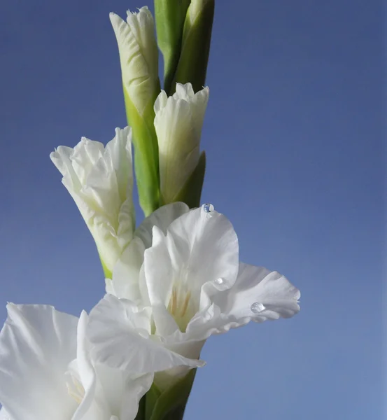 Gladiolus háttér — Stock Fotó