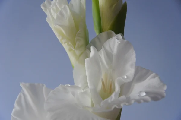 stock image Gladiolus background