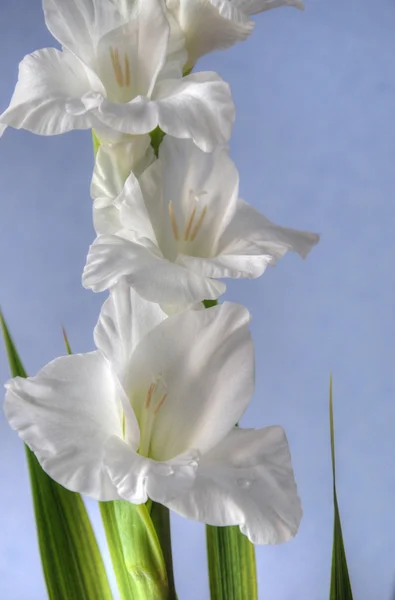 Gladiolus background — Stock Photo, Image