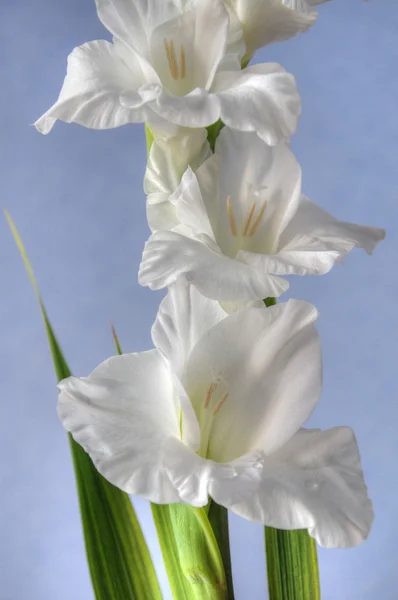 Gladiolus bakgrund — Stockfoto