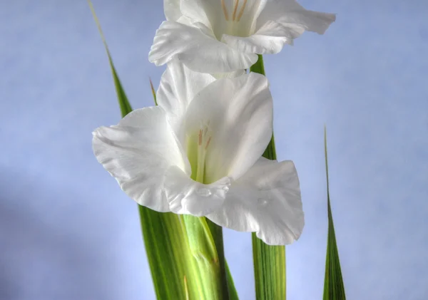 Gladiolus fond — Photo