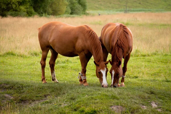 stock image Horses