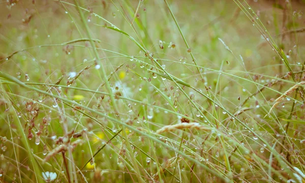 Трава с каплями — стоковое фото