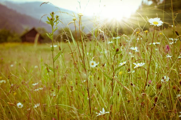 山の中の野の花 — ストック写真