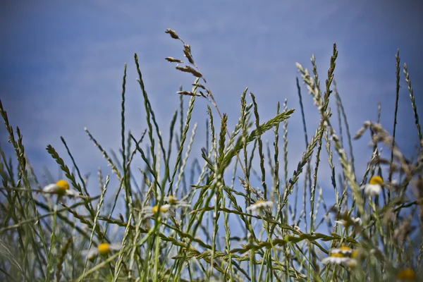 Färskt grönt gräs - abstrakt naturliga bakgrund — Stockfoto