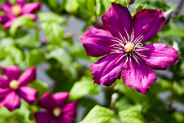 Flores de klematis violeta — Fotografia de Stock