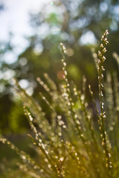 Färskt gräs och en sol balkar — Stockfoto