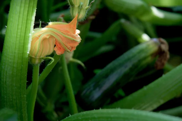 Zucchini in der Pflanze — Stockfoto