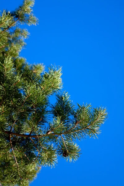 stock image Branches of the pines against the blue sky