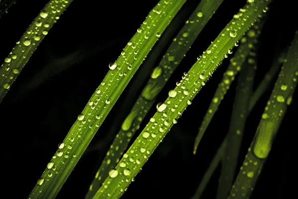 Krople na trawie po deszczu — Zdjęcie stockowe