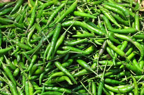 Friss zöld chili, a gazdaságban Indiában — Stock Fotó