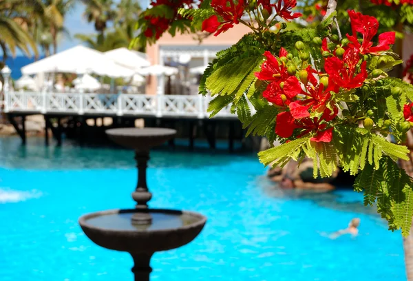 Flores (en foco) en la piscina, restaurante al aire libre y lux — Foto de Stock