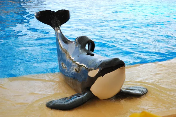 Orcas は、loro parque、テネリフェ島、スペインで表示します。 — ストック写真