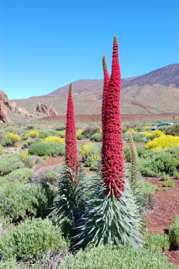 mücevherler, kırmızı buglo kulesi olarak da bilinen echium wildpretii bitki