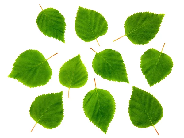 Dieci foglie di betulla . — Foto Stock