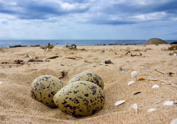 Eggs on the beach. — Stock Photo, Image