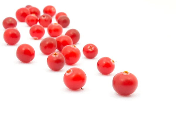 Cranberries on white background. — Stock Photo, Image