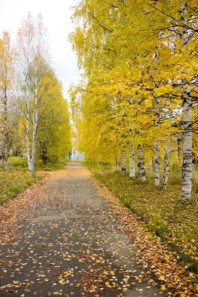 stock image Road in autumn park.