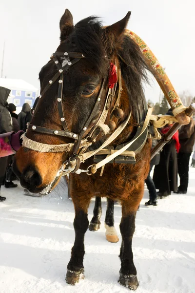 Από ένα άλογο ημέρα του χειμώνα. — Φωτογραφία Αρχείου