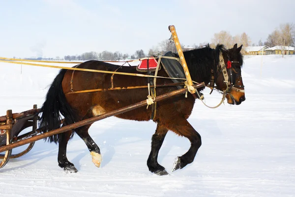 Készült egy ló téli napon. — Stock Fotó