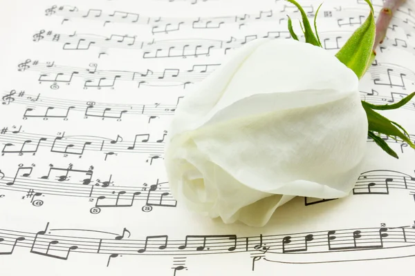 Белая роза Стоковая Картинка