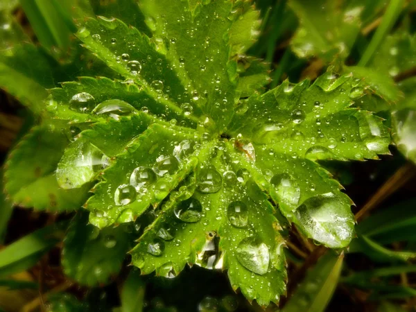 露の滴と緑の葉 — ストック写真