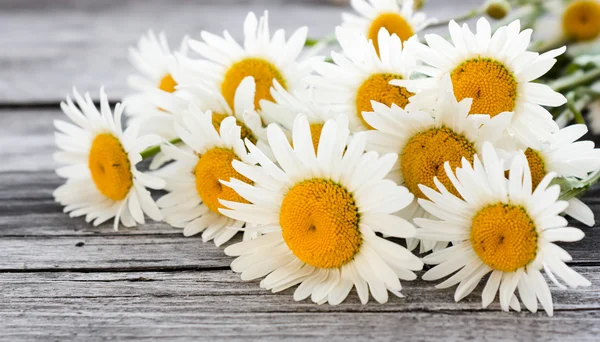 Strauß Gänseblümchen — Stockfoto