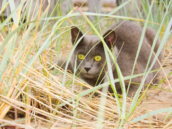 Охота на кошек в траве . — стоковое фото