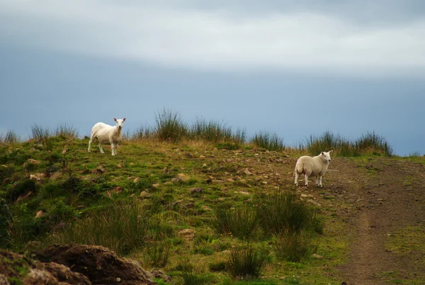 Skye island nature — Stock Photo, Image