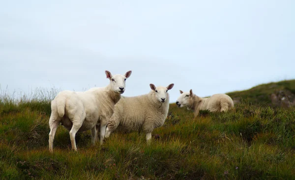 Skye ilha natureza — Fotografia de Stock