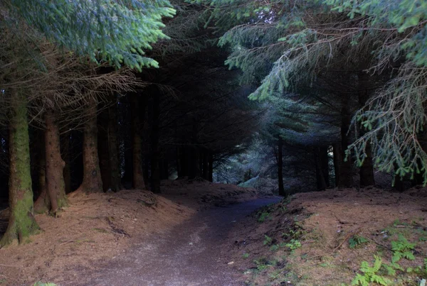 Skye ada ormanı — Stok fotoğraf