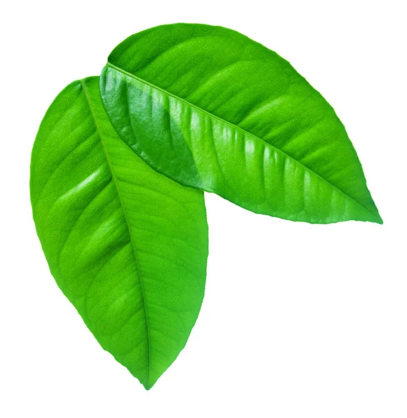 Зелене листя на білому тлі — стокове фото