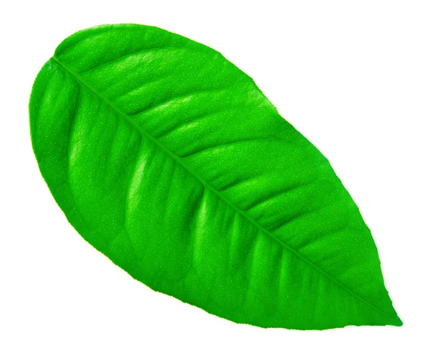 Folha verde sobre um fundo branco — Fotografia de Stock