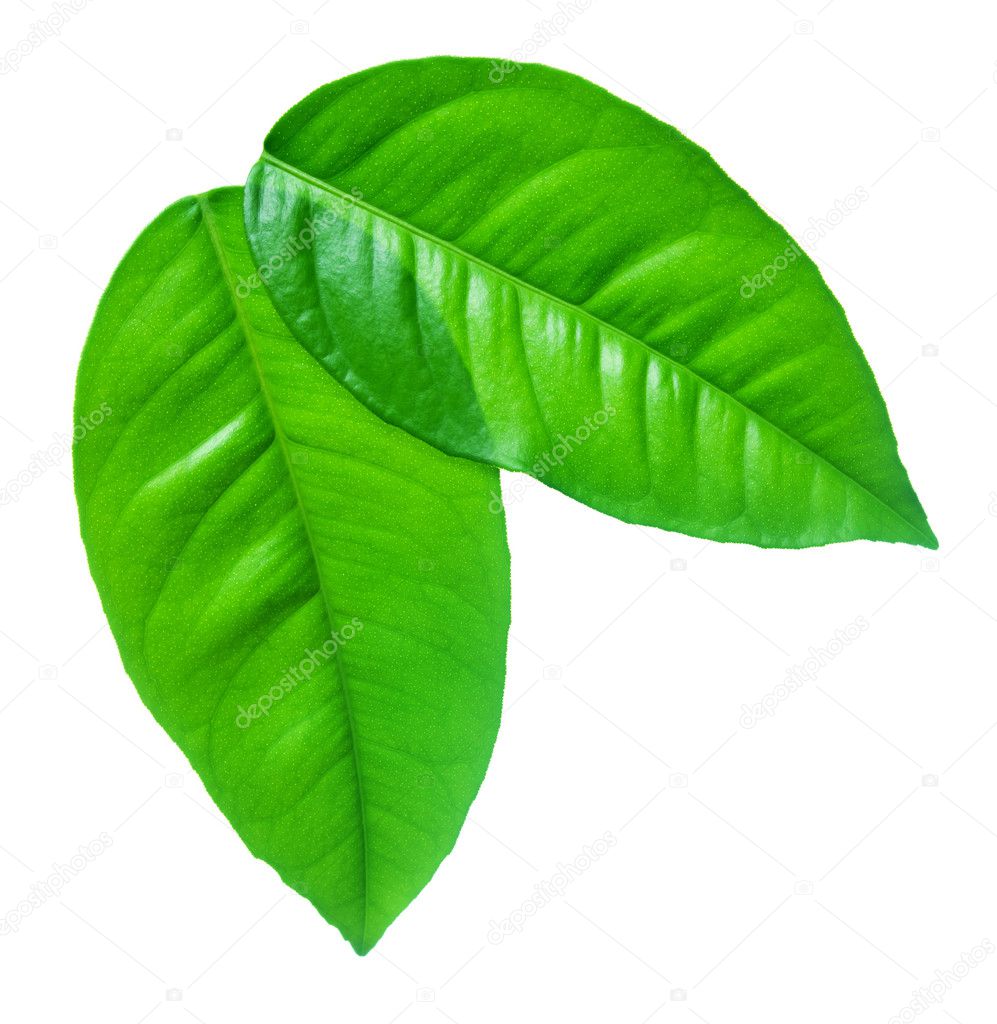 Green leafs on a white background