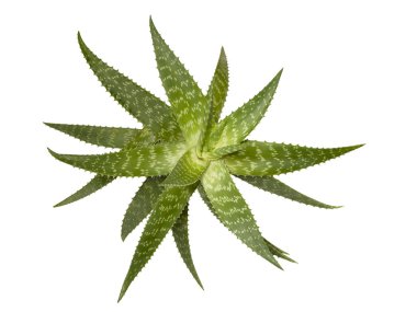 Aloe Vera clipart