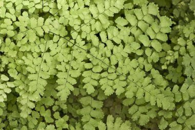 Black Maidenhair fern clipart